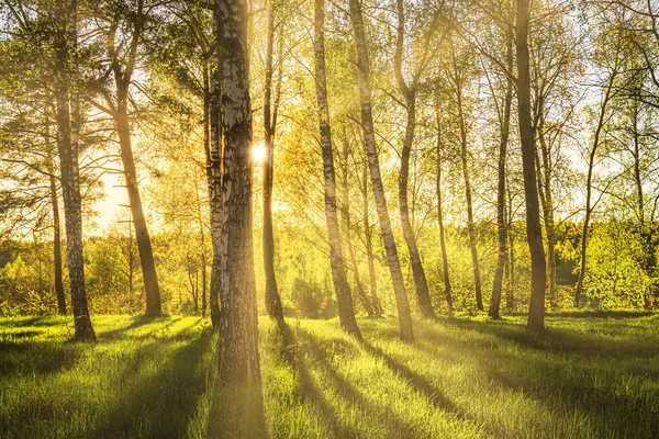 Zonnestralen Snijden Door Berkenstammen Een Bos Bij Zonsondergang Zonsopgang Het — Stockfoto