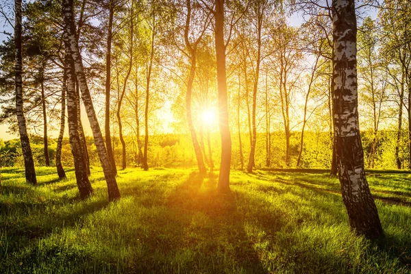 Solstrålar Skär Genom Björkstammar Lund Vid Solnedgång Eller Soluppgång Våren — Stockfoto