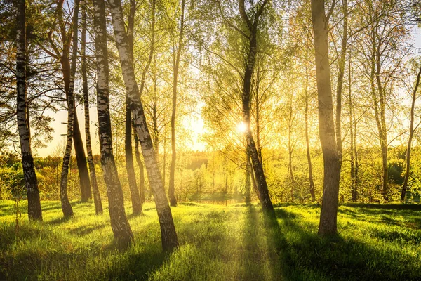 Sonnenstrahlen Durchschneiden Birkenstämme Einem Hain Bei Sonnenuntergang Oder Sonnenaufgang Frühling — Stockfoto