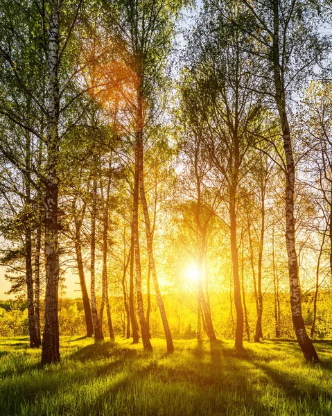 Zonnestralen Snijden Door Berkenstammen Een Bos Bij Zonsondergang Zonsopgang Het — Stockfoto
