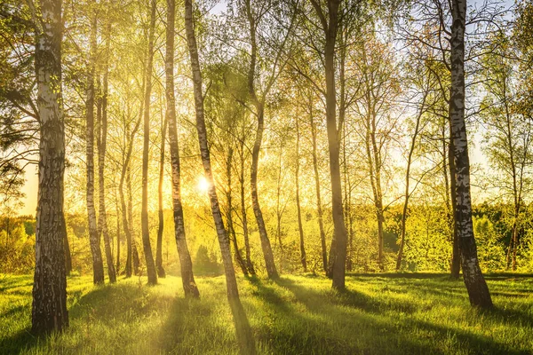 Sun Rays Cutting Birch Trunks Grove Sunset Sunrise Spring — Stock Photo, Image