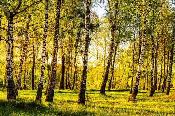 Rows Birch Trunks Young Foliage Illuminated Sun Dusk Dawn Spring — Stock Photo, Image