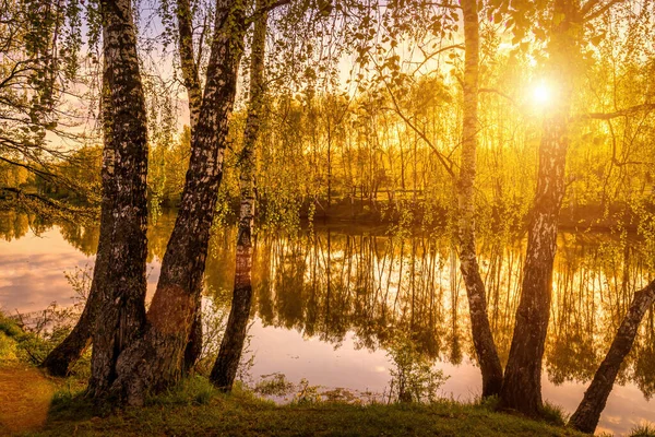 Soluppgång Damm Med Björkar Som Växer Längs Stranden Och Himlen — Stockfoto