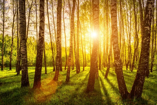 Zonnestralen Snijden Door Berkenstammen Een Bos Bij Zonsondergang Zonsopgang Het — Stockfoto