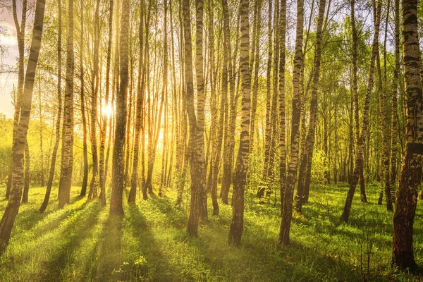 Sonnenstrahlen Durchschneiden Birkenstämme Einem Hain Bei Sonnenuntergang Oder Sonnenaufgang Frühling — Stockfoto