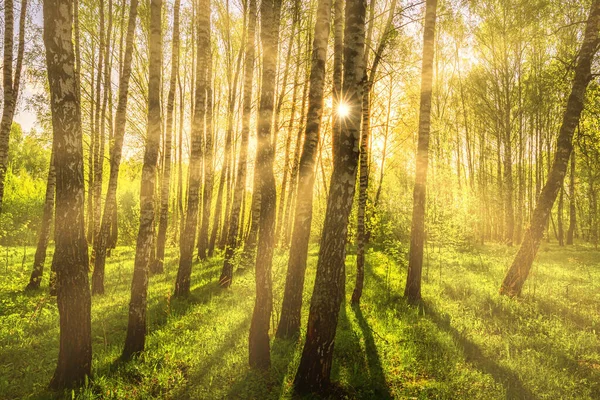 Zonnestralen Snijden Door Berkenstammen Een Bos Bij Zonsondergang Zonsopgang Het — Stockfoto