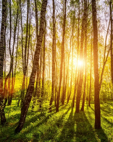 春天的日落或日出时 阳光穿过树林里的桦树树干 — 图库照片