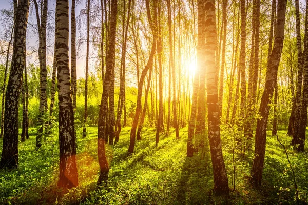 春天的日落或日出时 阳光穿过树林里的桦树树干 — 图库照片