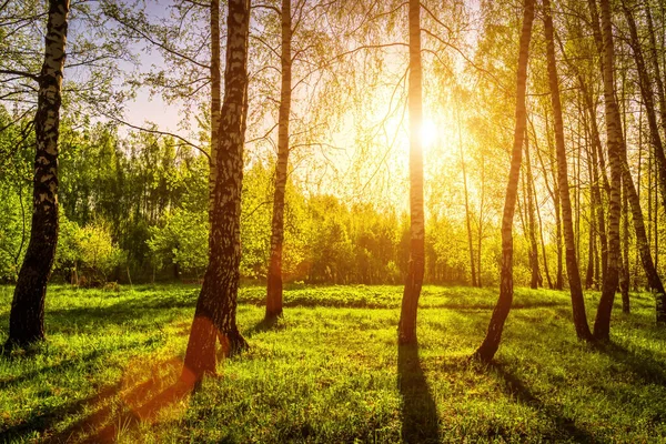 Zonnestralen Snijden Door Berkenstammen Een Bos Bij Zonsondergang Zonsopgang Het — Stockfoto