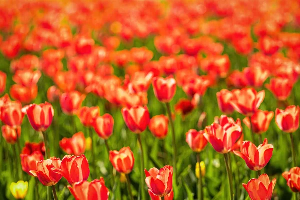 Campo Tulipani Rossi Fiore Illuminati Dalla Luce Del Sole — Foto Stock