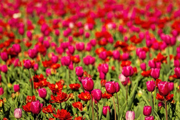 Field Red Purple Blooming Tulips Illuminated Sunlight — Stock Photo, Image