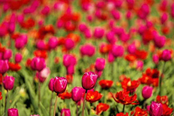 Pole Czerwonych Fioletowych Kwitnących Tulipanów Oświetlone Światłem Słonecznym — Zdjęcie stockowe