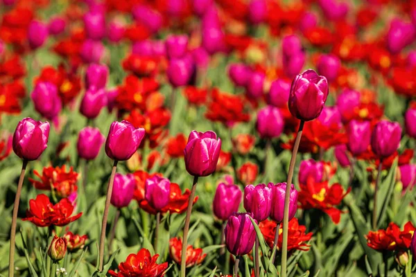 Pole Czerwonych Fioletowych Kwitnących Tulipanów Oświetlone Światłem Słonecznym — Zdjęcie stockowe