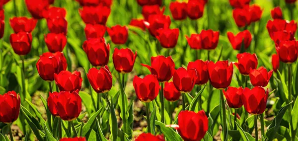 Pole Czerwonych Kwitnących Tulipanów Oświetlone Światłem Słonecznym — Zdjęcie stockowe