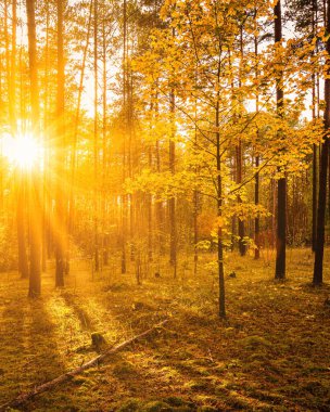 Sonbahar çam ormanlarında gün batımında ya da gündoğumunda altın yapraklı akçaağaç. Ağaç gövdeleri arasında parlayan güneş ışınları.