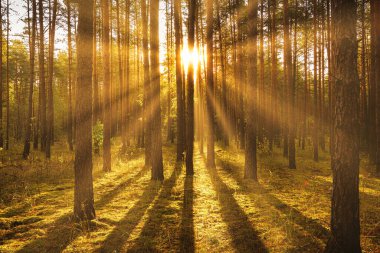 Sonbahar çam ormanında gün batımı ya da gün doğumu. Ağaç gövdeleri arasında parlayan güneş ışınları.