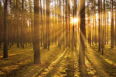 Sonbahar çam ormanında gün batımı ya da gün doğumu. Ağaç gövdeleri arasında parlayan güneş ışınları.