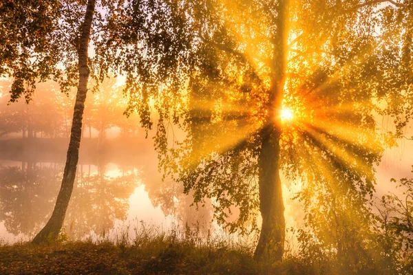秋天的早晨 池塘上升起了金色的雾气 枝条上闪烁着太阳光的桦树 反射在水中 — 图库照片