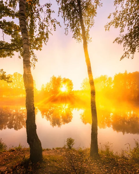 秋の朝に池の上に黄金の霧の日の出 枝を通して太陽の光が切断された白樺の木は 水に反映 — ストック写真