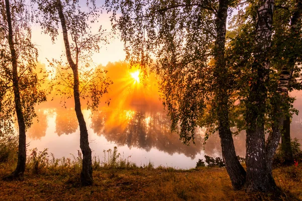 Sonbahar Sabahı Gölette Altın Sisli Bir Gün Doğumu Dalları Kesen — Stok fotoğraf