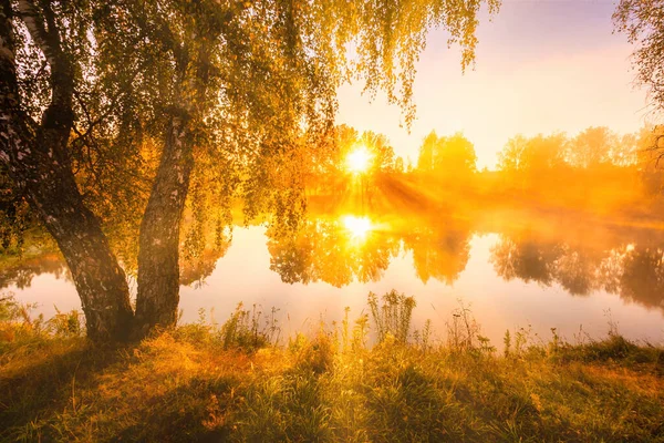 Gyllene Dimmig Soluppgång Dammen Höstmorgonen Björkträd Med Solstrålar Som Skär — Stockfoto