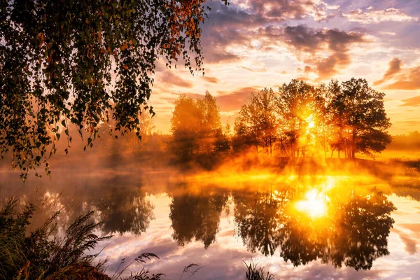 Gouden Mistige Zonsopgang Vijver Herfstochtend Berkenbomen Met Zonnestralen Door Takken — Stockfoto