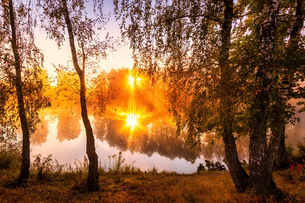 Arany Ködös Napfelkelte Őszi Tavon Nyírfák Nap Sugarai Vágja Ágakat — Stock Fotó