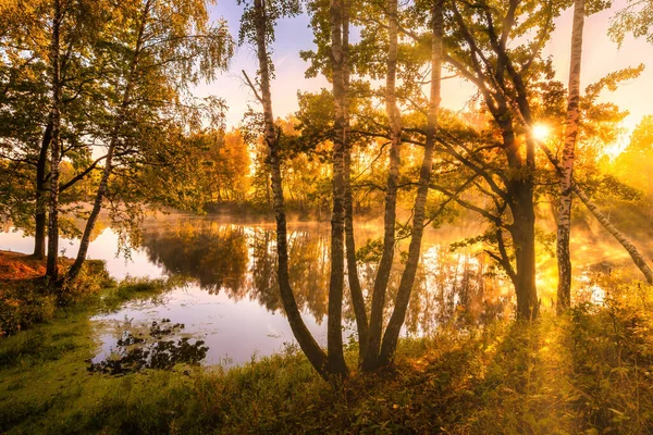 秋天的早晨 池塘上升起了金色的雾气 枝条上闪烁着太阳光的桦树 反射在水中 — 图库照片