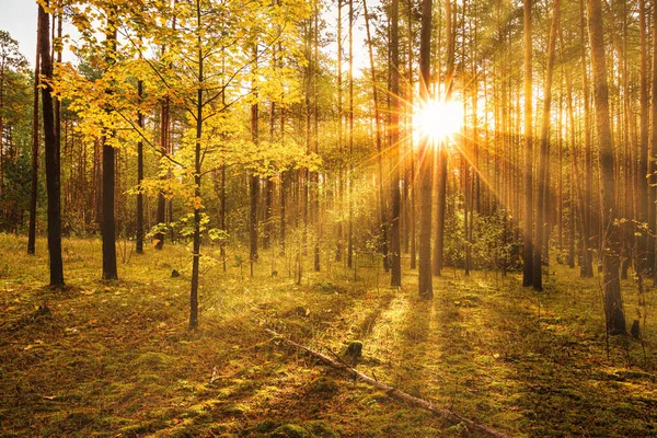 Arce Con Hojas Doradas Bosque Pinos Otoño Atardecer Amanecer Rayos — Foto de Stock