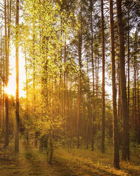 Klon Złotymi Liśćmi Jesiennym Lesie Sosnowym Zachodzie Lub Wschodzie Słońca — Zdjęcie stockowe