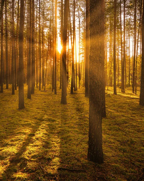 Sonnenuntergang Oder Sonnenaufgang Herbstlichen Kiefernwald Sonnenstrahlen Leuchten Zwischen Baumstämmen — Stockfoto