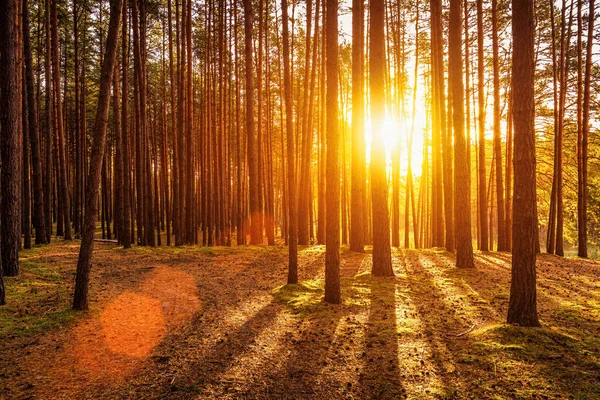 Zonsondergang Zonsopgang Het Herfstdennenbos Zonnestralen Die Schijnen Tussen Boomstammen — Stockfoto