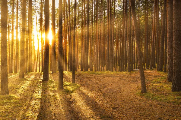 Pôr Sol Nascer Sol Floresta Pinheiros Outono Raios Sol Brilhando — Fotografia de Stock