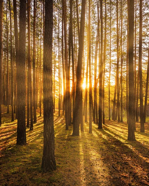 Sonnenuntergang Oder Sonnenaufgang Herbstlichen Kiefernwald Sonnenstrahlen Leuchten Zwischen Baumstämmen — Stockfoto