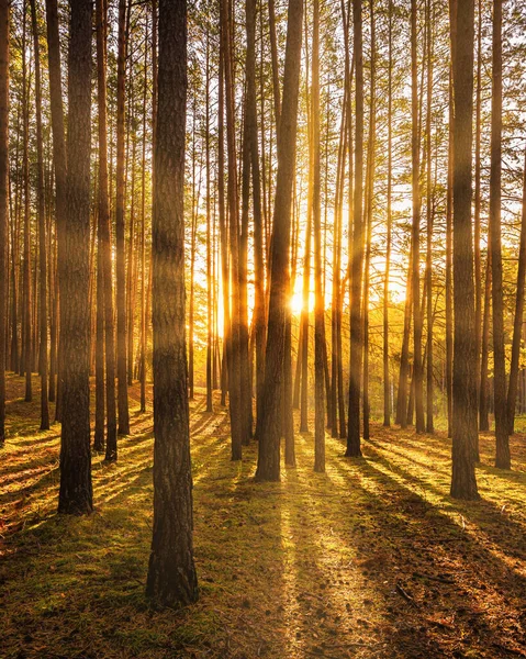 Coucher Lever Soleil Dans Pinède Automne Rayons Soleil Brillants Entre — Photo