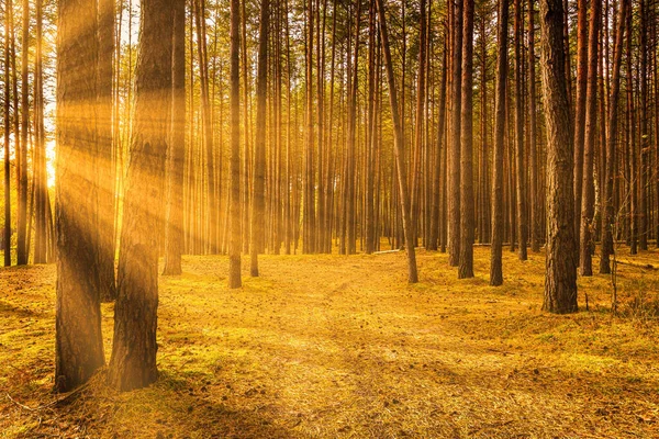 Sunset Sunrise Autumn Pine Forest Sunbeams Shining Tree Trunks — Stock Photo, Image