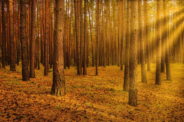 Puesta Sol Salida Del Sol Bosque Pinos Otoño Rayos Sol — Foto de Stock