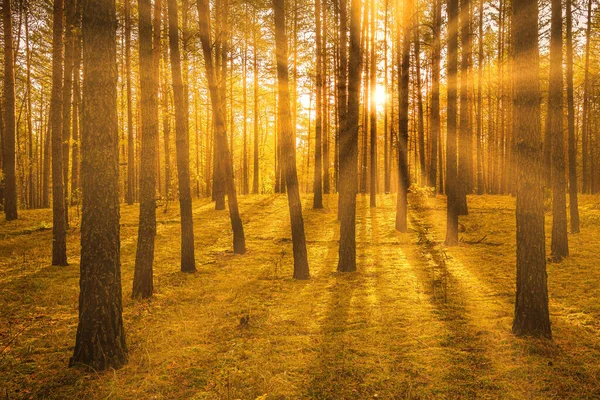 Закат Восход Солнца Осеннем Сосновом Лесу Солнечные Лучи Между Стволами — стоковое фото