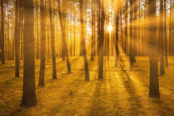 Puesta Sol Salida Del Sol Bosque Pinos Otoño Rayos Sol — Foto de Stock