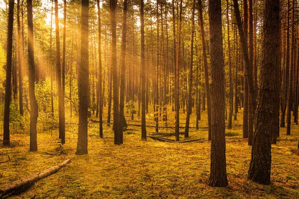 Puesta Sol Salida Del Sol Bosque Pinos Otoño Rayos Sol — Foto de Stock