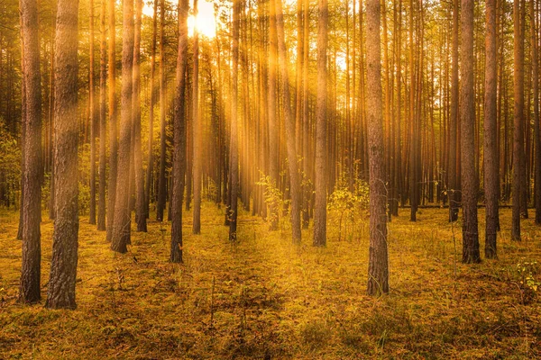 Sonnenuntergang Oder Sonnenaufgang Herbstlichen Kiefernwald Sonnenstrahlen Leuchten Zwischen Baumstämmen — Stockfoto