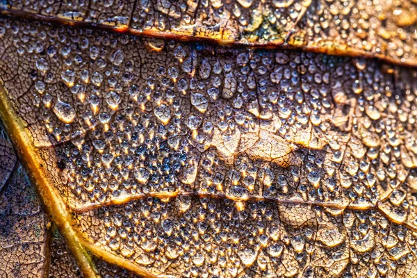 Dew drops on an autumn fallen leaf, shimmering in the sun, shot in close-up with bokeh. Abstract macro autumn background.