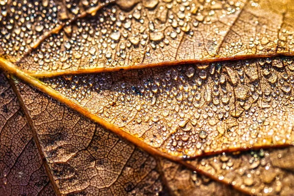 Tautropfen Auf Einem Herbstblatt Das Der Sonne Schimmert Aufgenommen Nahaufnahme — Stockfoto