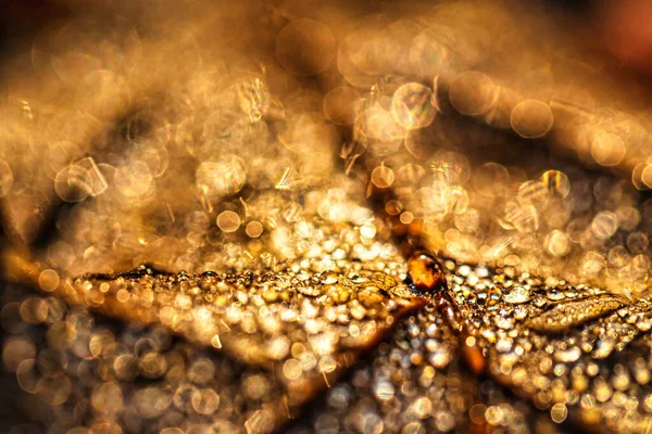 Rocía Gotas Una Hoja Caída Otoño Brillando Sol Disparado Primer —  Fotos de Stock