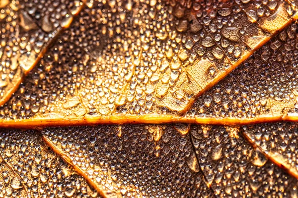 이슬은 낙엽에 떨어지는데 햇빛에 반짝거리며 가까이 찍는다 추상적 매크로 — 스톡 사진