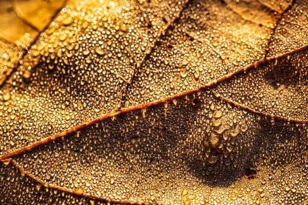 Rocía Gotas Una Hoja Caída Otoño Brillando Sol Disparado Primer — Foto de Stock