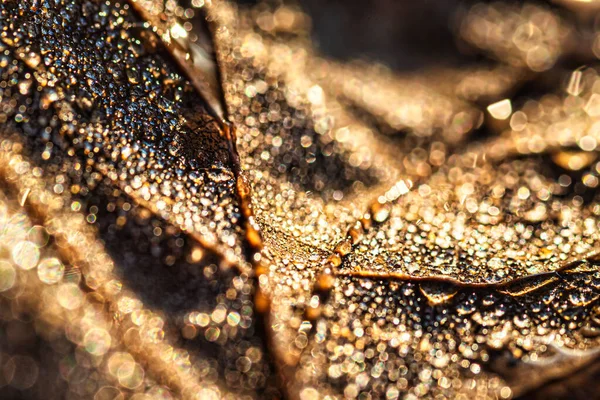 Gocce Rugiada Una Foglia Caduta Autunno Luccicante Sole Colpito Primo — Foto Stock