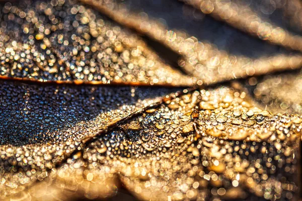 Капли Росы Осеннем Опавшем Листе Мерцающие Солнце Снятые Крупным Планом — стоковое фото