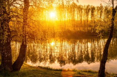 Sahilde huş ağaçları olan bir göletin yanında gün doğumu ve bir ilkbahar ya da yaz sabahı suyun üzerinde sis. Ağaçların arasından süzülen güneş ışınları.