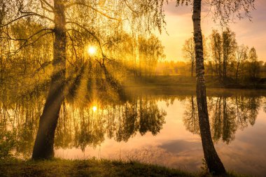 Sahilde huş ağaçları olan bir göletin yanında gün doğumu ve bir ilkbahar ya da yaz sabahı suyun üzerinde sis. Ağaçların arasından süzülen güneş ışınları.